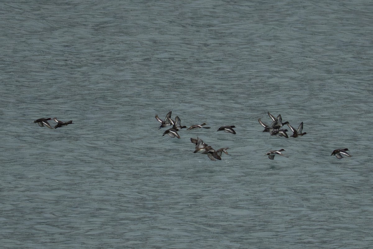 American Wigeon - ML645925196