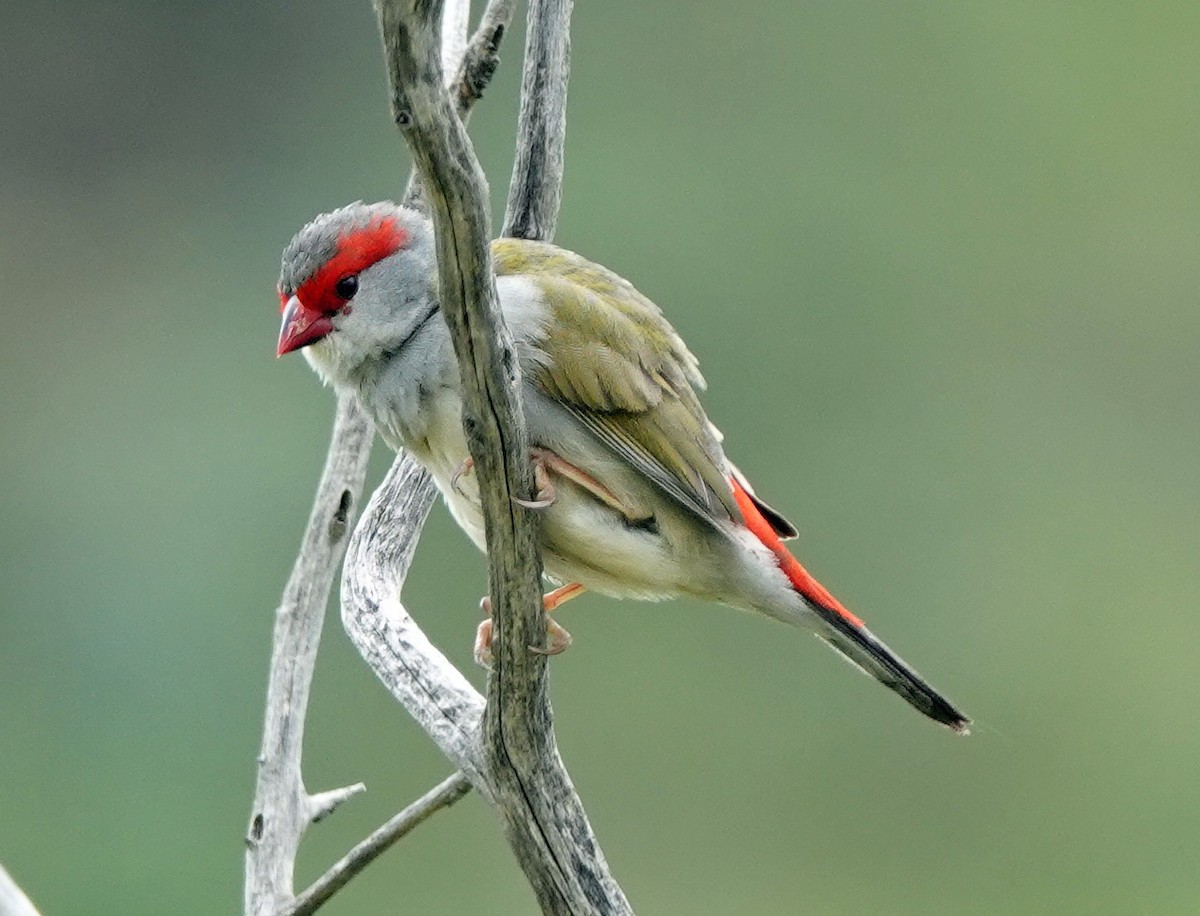 Red-browed Firetail - ML645925199