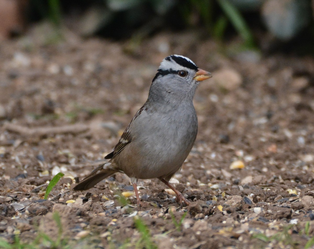 White-crowned Sparrow (Gambel's) - ML645925200