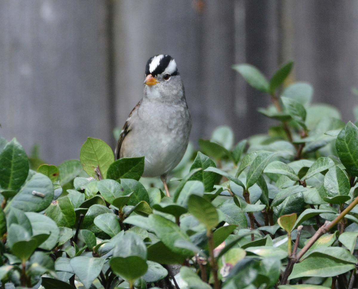 White-crowned Sparrow (Gambel's) - ML645925201