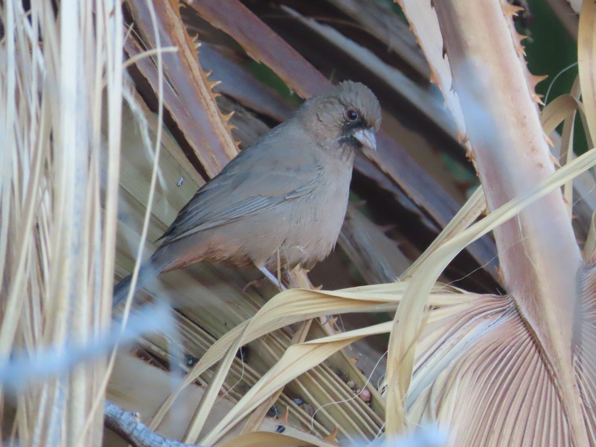 Abert's Towhee - ML645925202