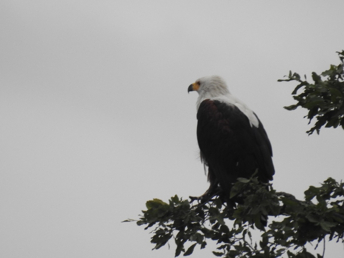 African Fish-Eagle - ML645925203