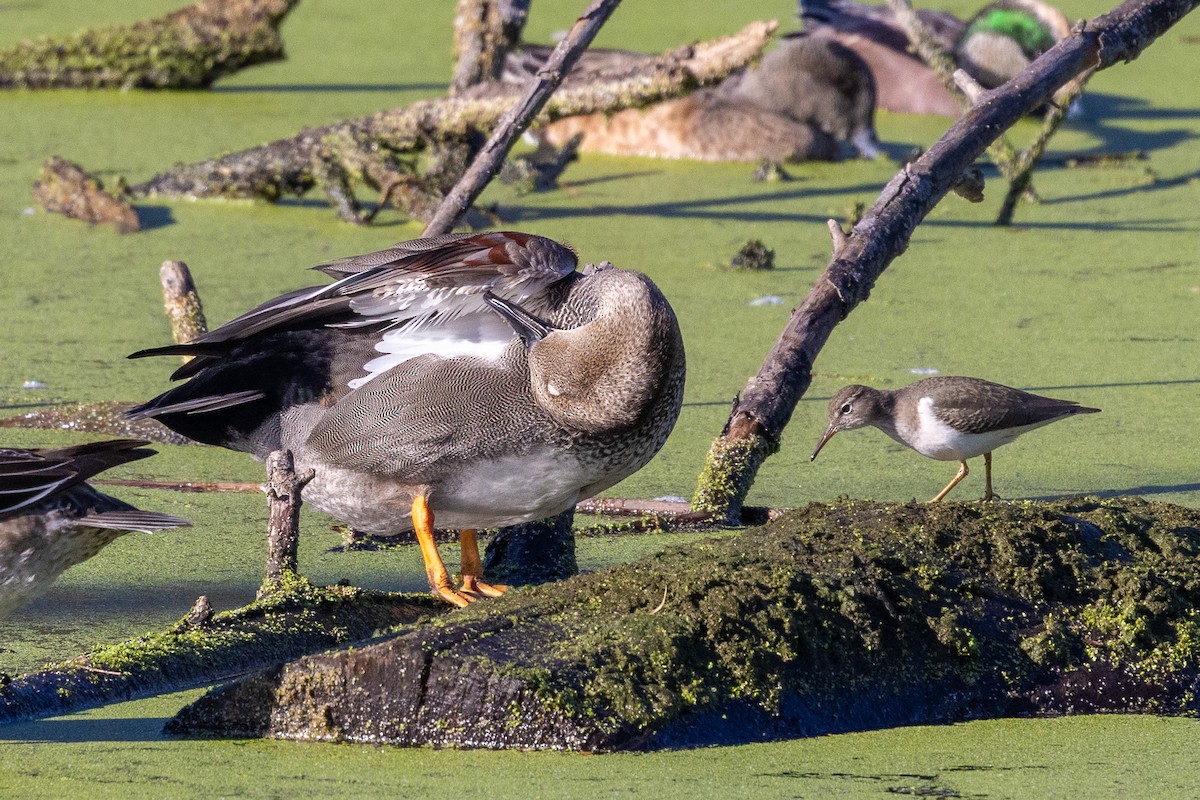 Spotted Sandpiper - ML645925205
