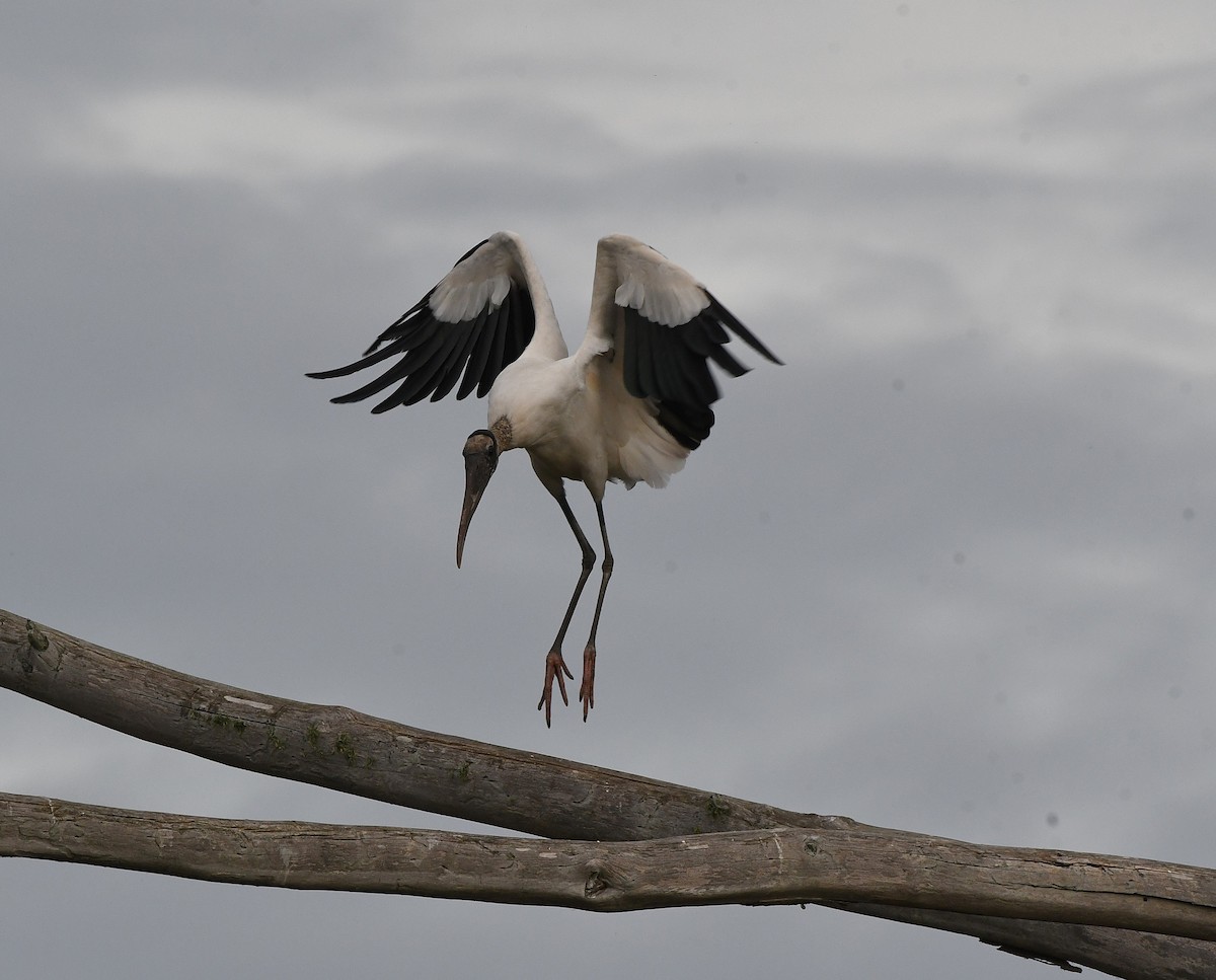 Wood Stork - ML645925207