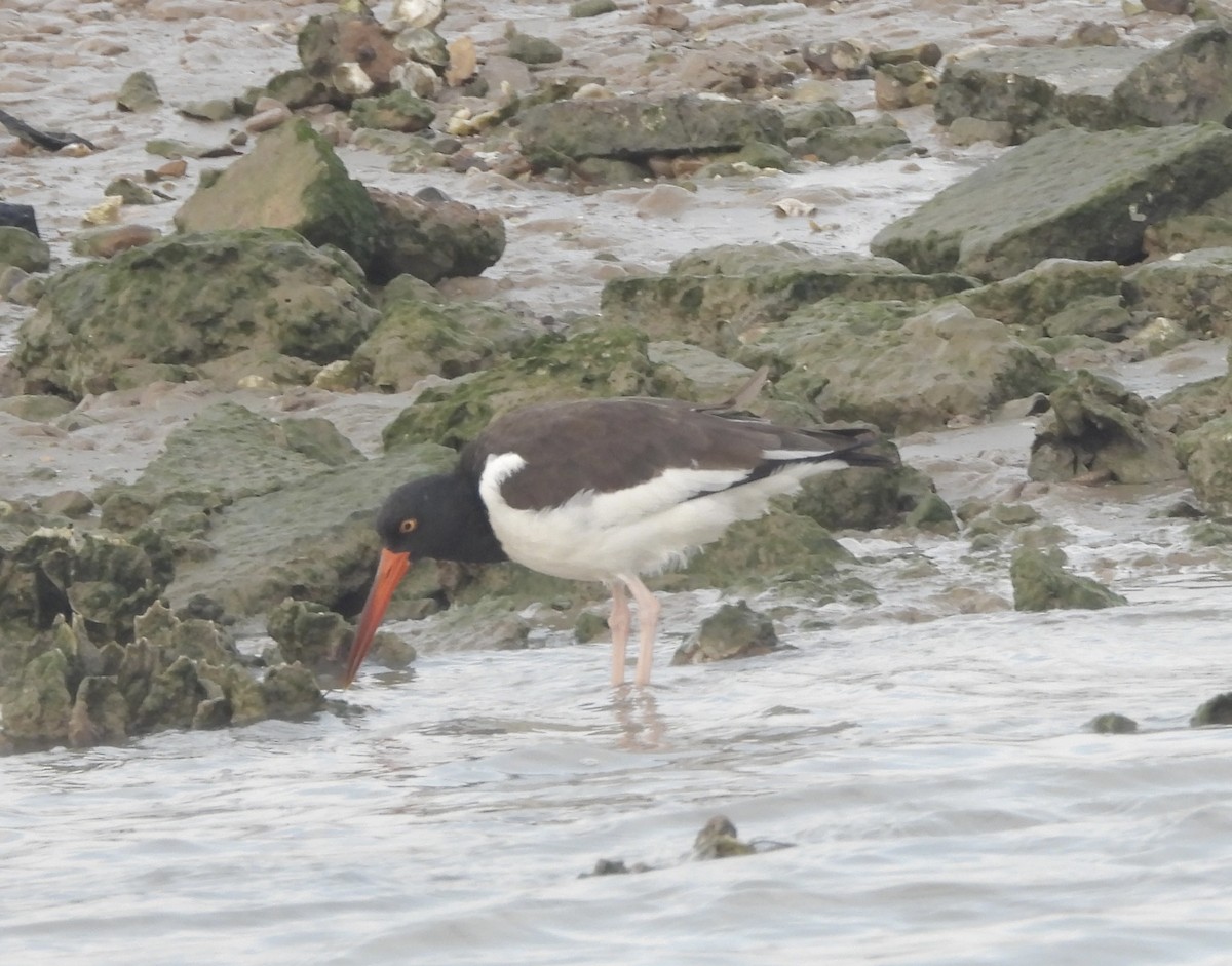 American Oystercatcher - ML645925209