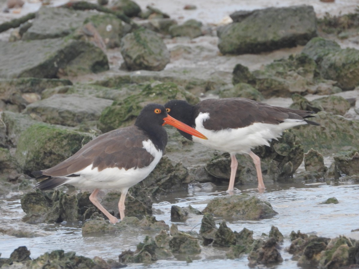 American Oystercatcher - ML645925210