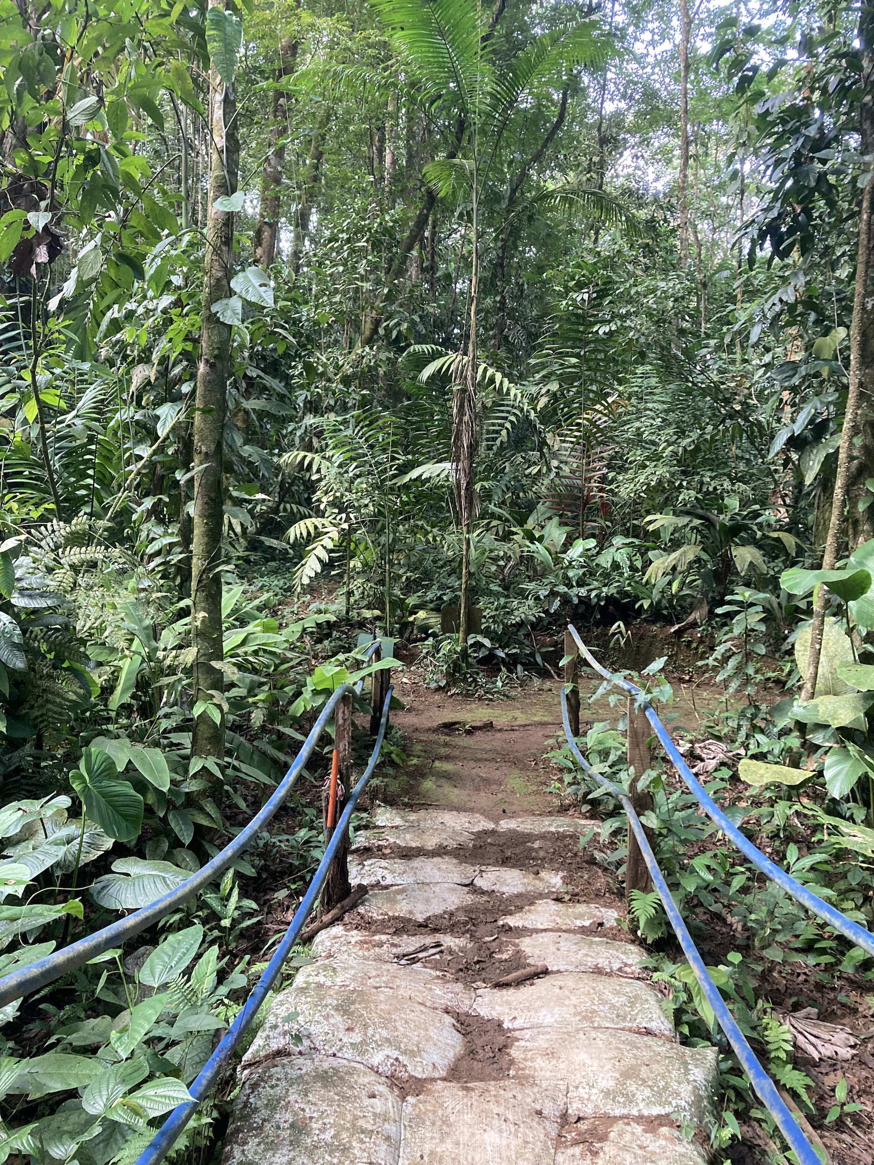Chilamate Rainforest Eco Retreat - Heredia, Costa Rica - Birding Hotspots