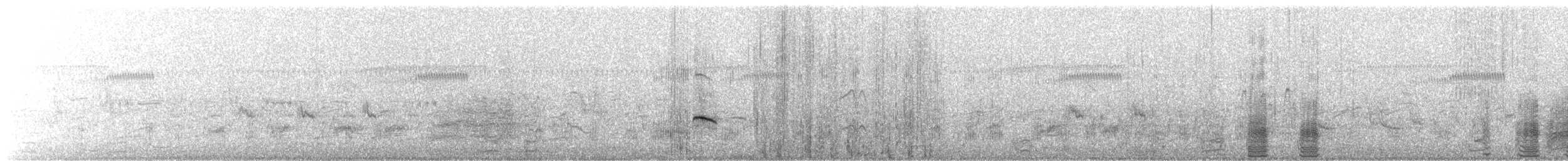 Pacific Black Duck - ML645925213