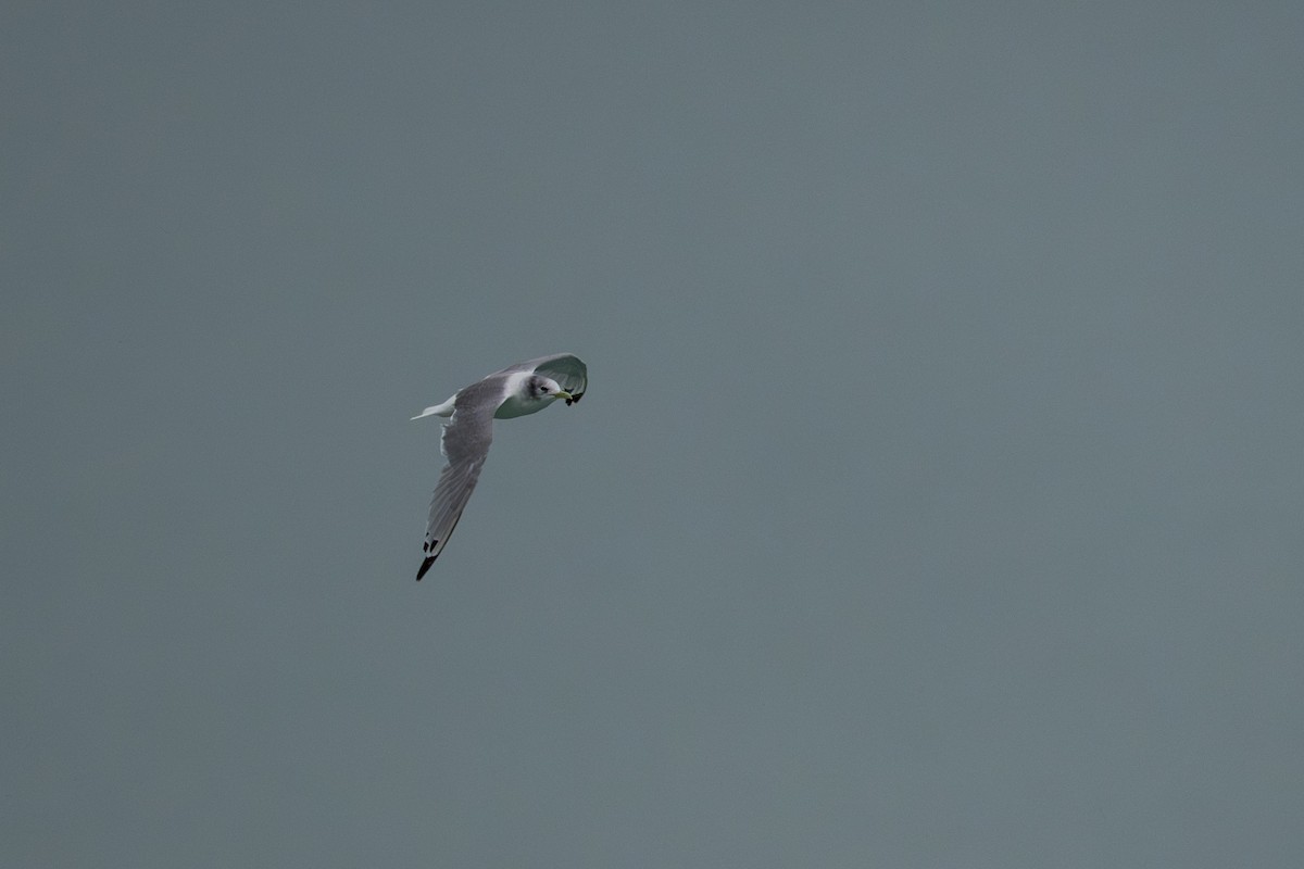 Black-legged Kittiwake - ML645925214