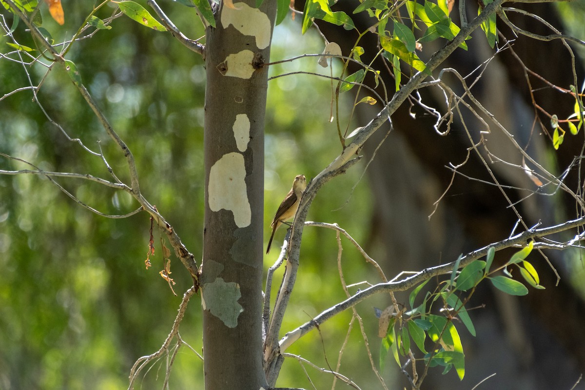 Australian Reed Warbler - ML645925218
