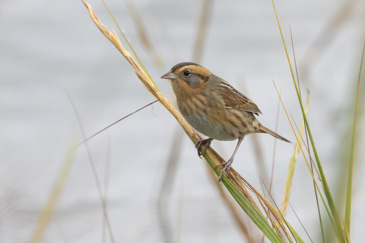 Nelson's Sparrow (Interior) - ML645925220