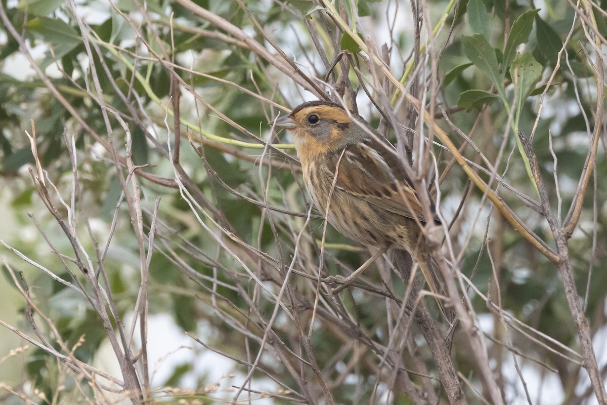 Nelson's Sparrow (Interior) - ML645925221