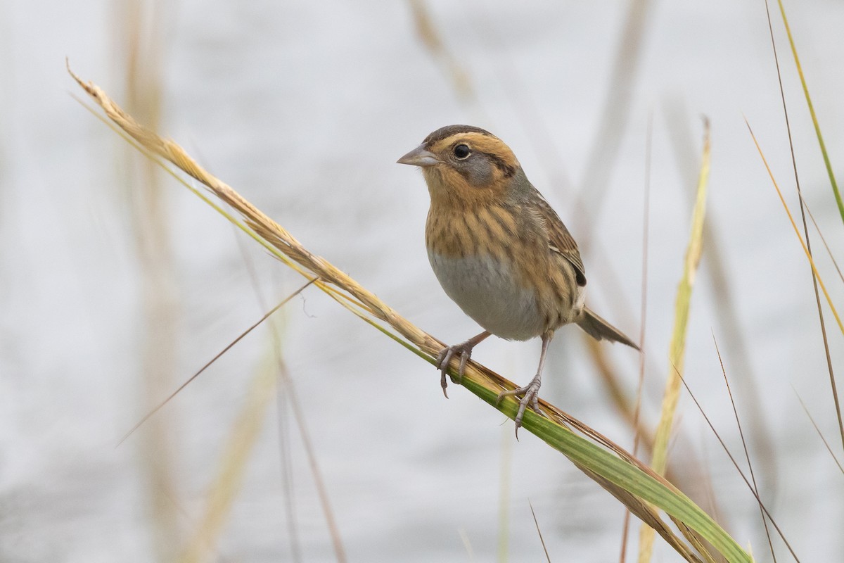 Nelson's Sparrow (Interior) - ML645925222