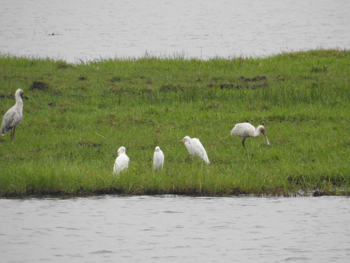 African Spoonbill - ML645925223