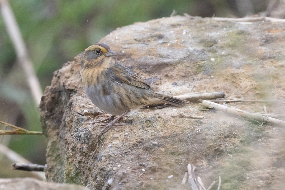 Nelson's Sparrow (Atlantic Coast) - ML645925225