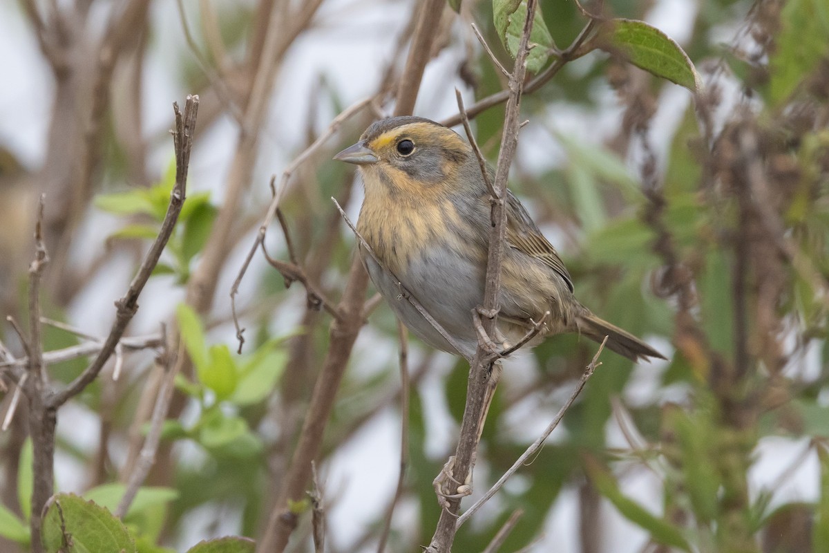 Nelson's Sparrow (Atlantic Coast) - ML645925226