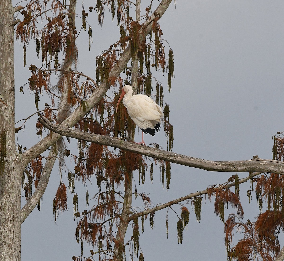 White Ibis - ML645925227