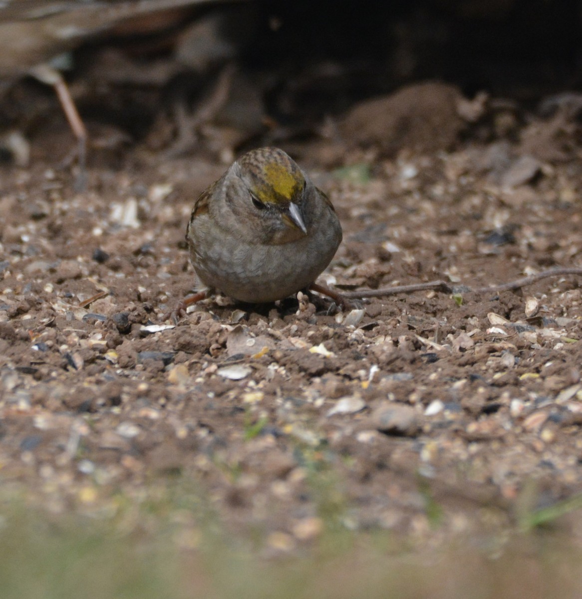 Golden-crowned Sparrow - ML645925228