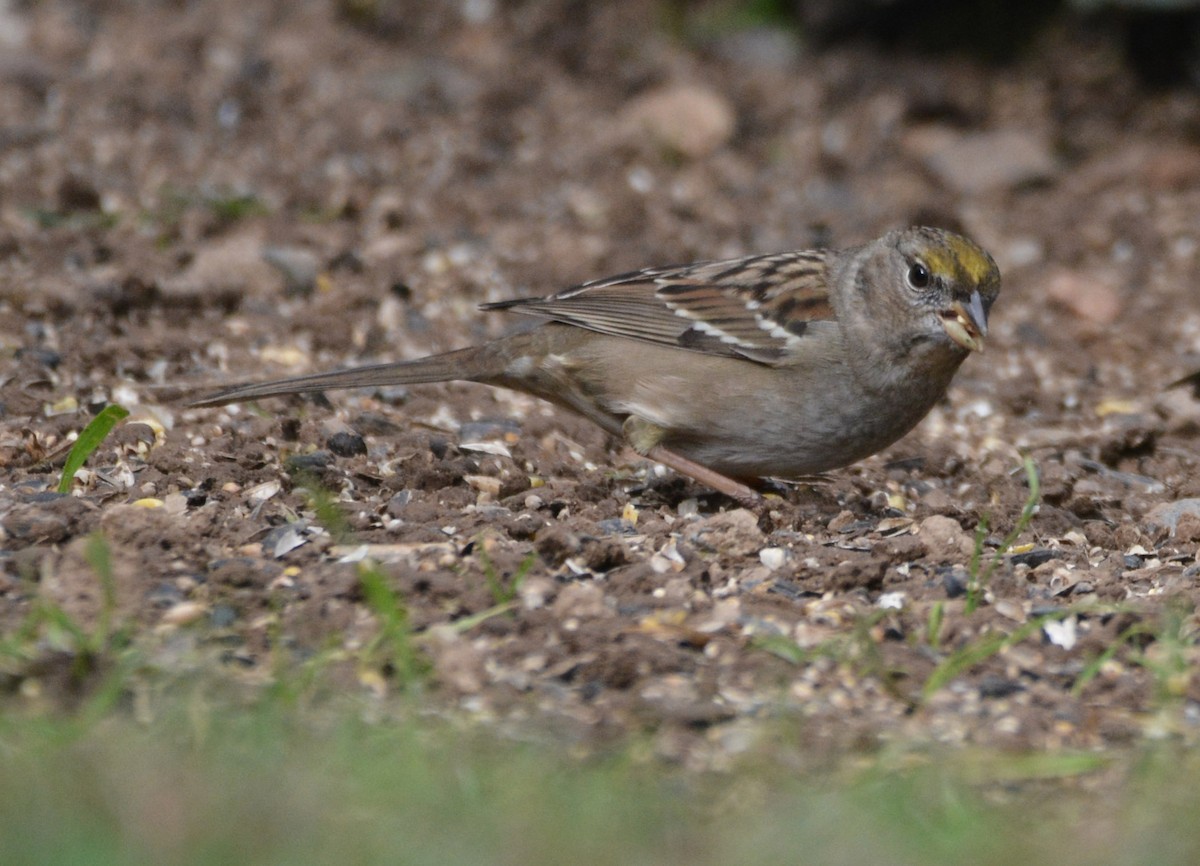 Golden-crowned Sparrow - ML645925229