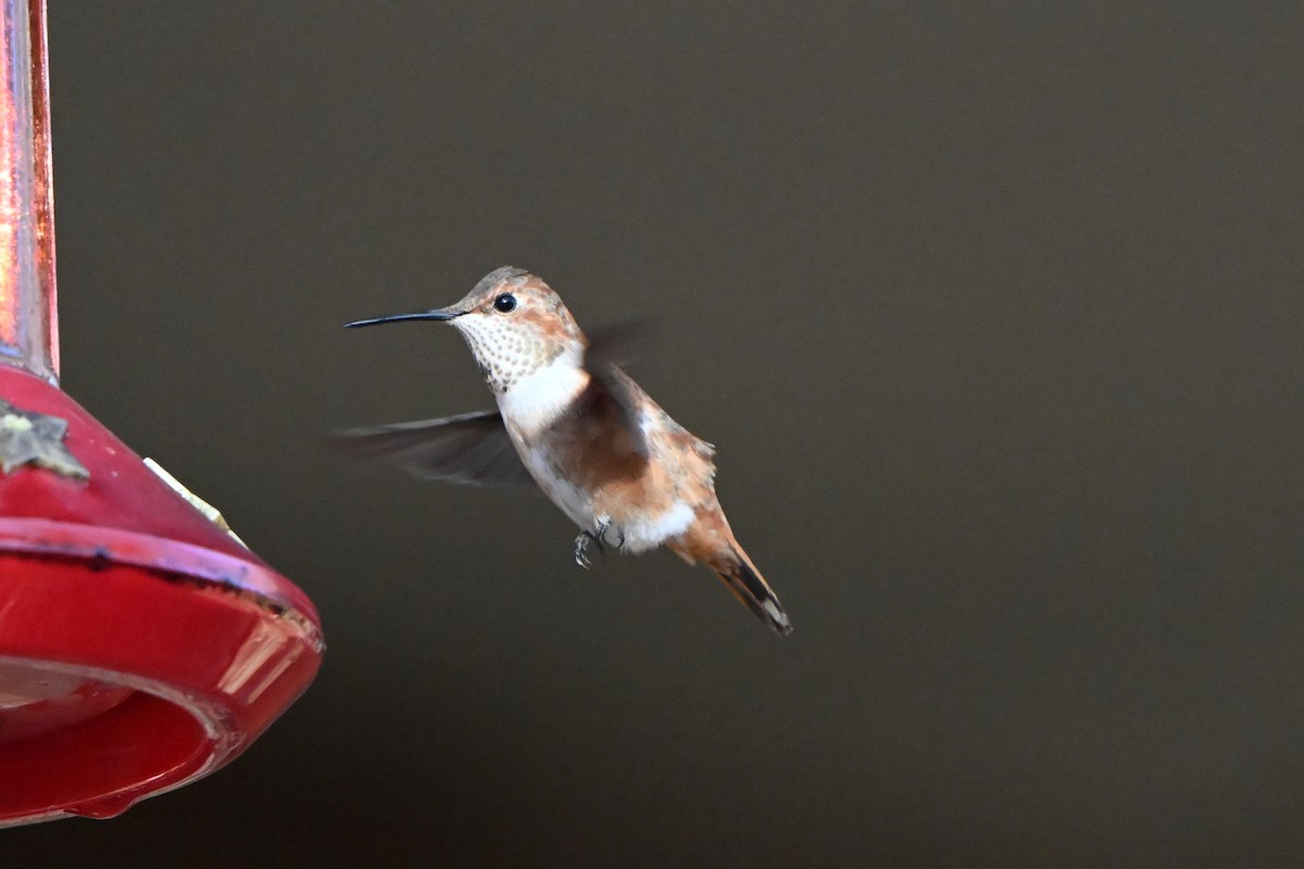 Rufous Hummingbird - ML645925234