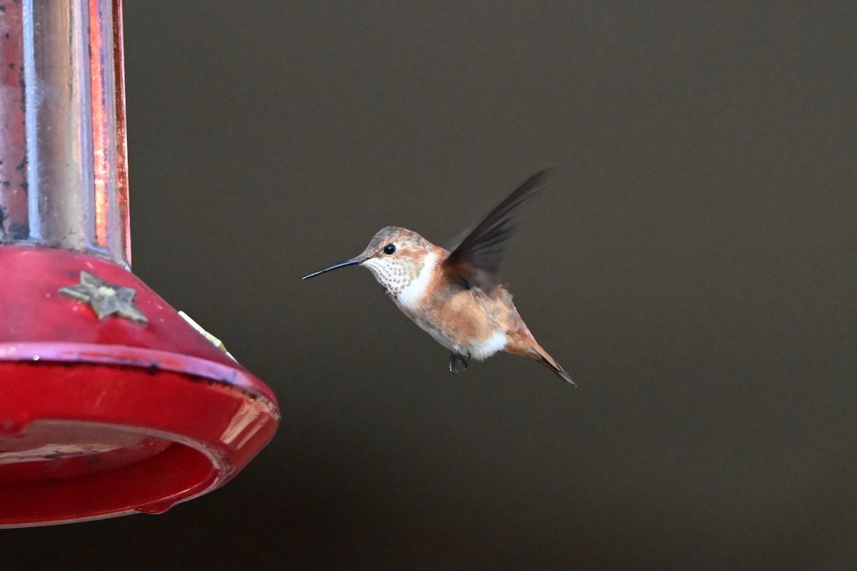 Rufous Hummingbird - ML645925235