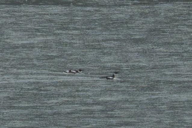 Marbled Murrelet - ML645925238