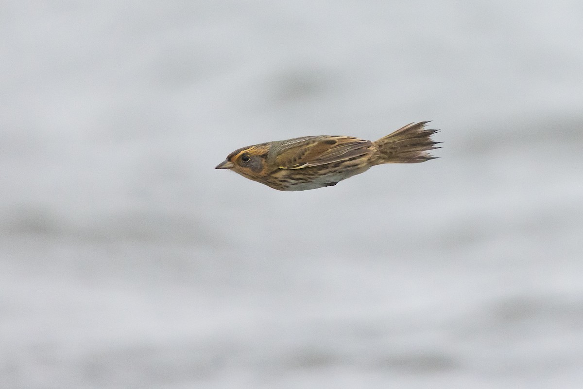 トゲオヒメドリ - ML645925246