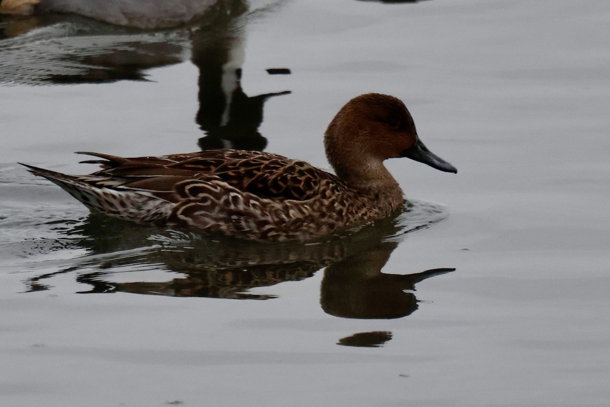 Northern Pintail - ML645925257