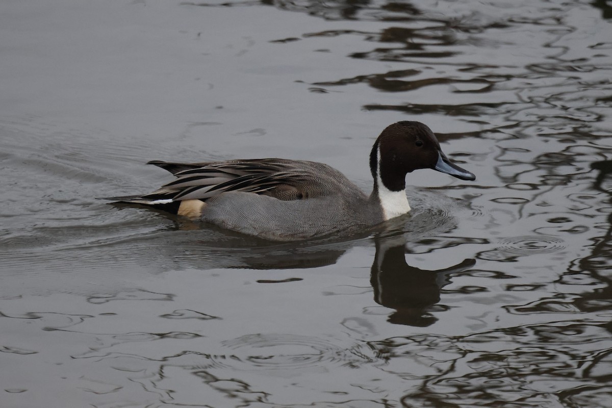 Northern Pintail - ML645925258