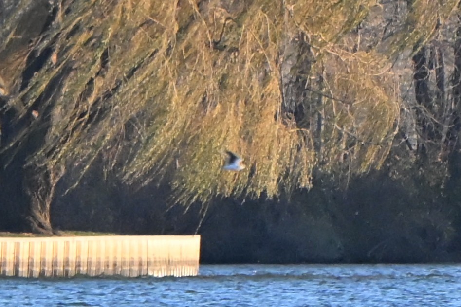 Little Gull - ML645925261