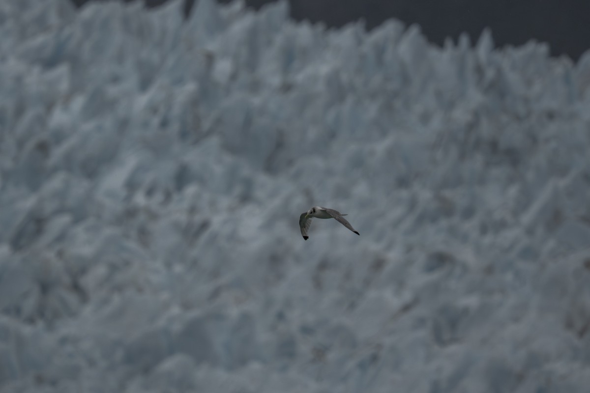 Black-legged Kittiwake - ML645925262