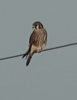 בז אמריקני - ML645925264