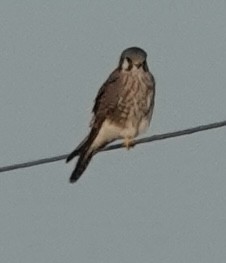 בז אמריקני - ML645925265