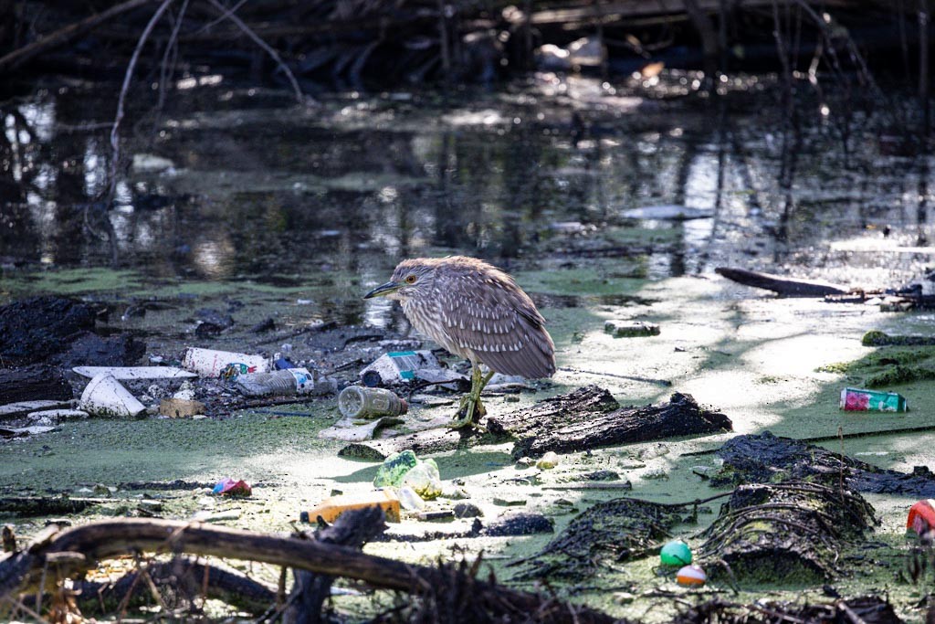 Black-crowned Night Heron - ML645925269