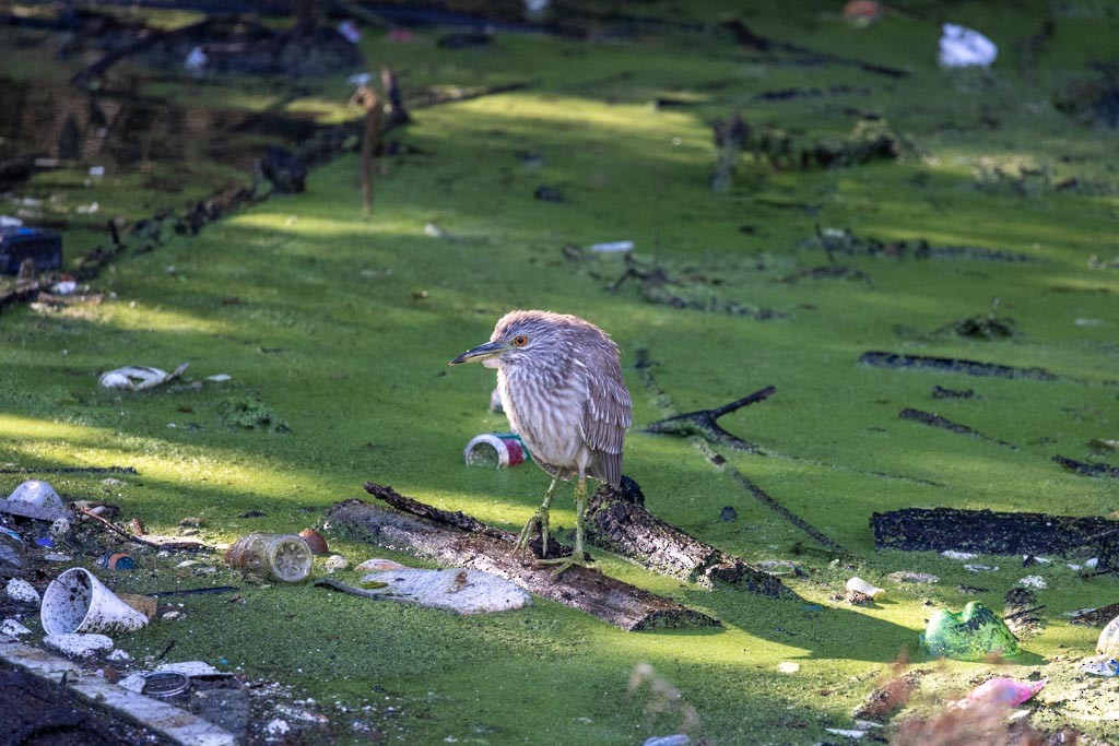 Black-crowned Night Heron - ML645925273