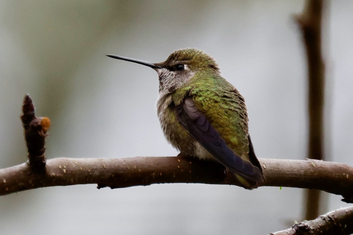 Anna's Hummingbird - ML645925274