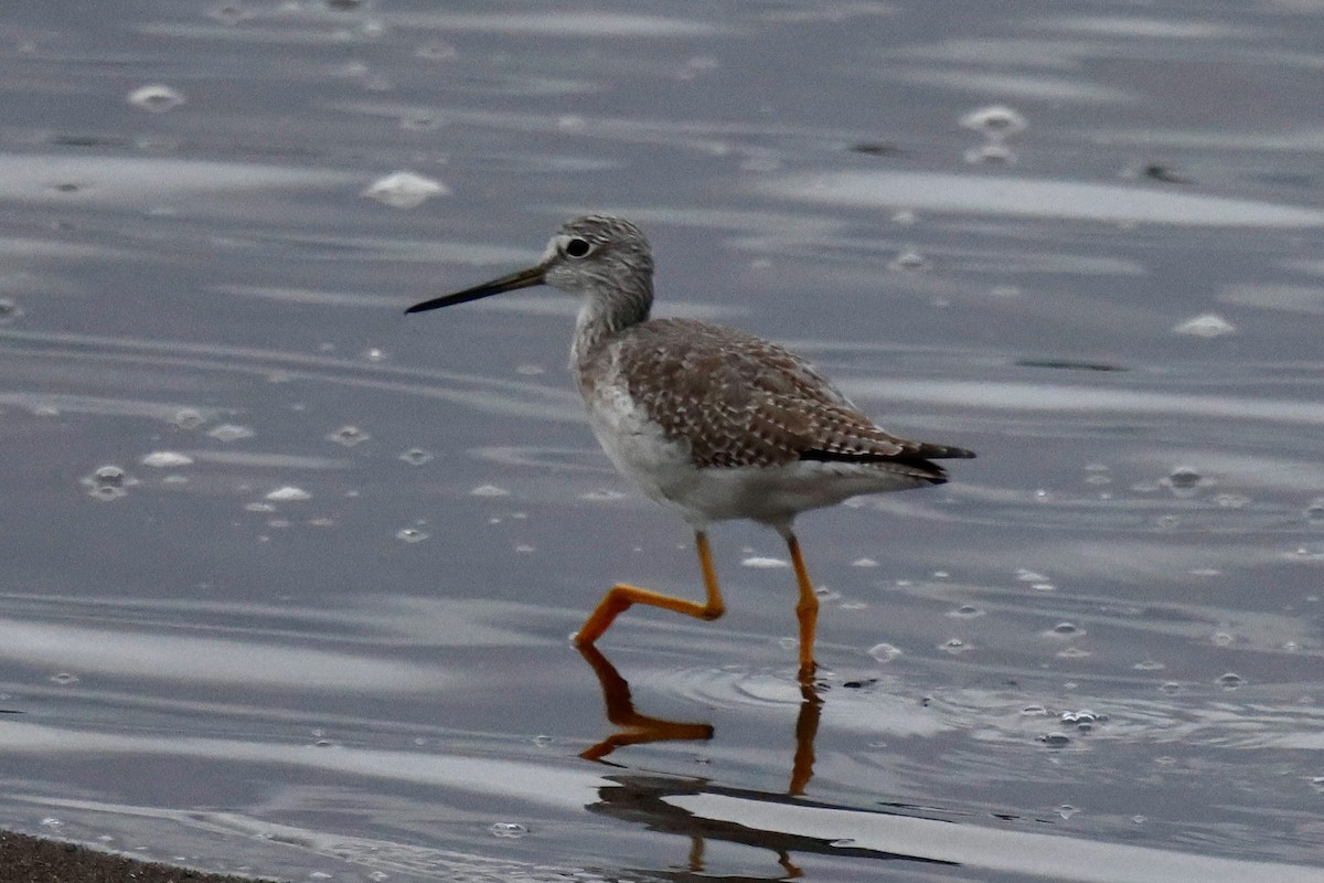 Greater Yellowlegs - ML645925279