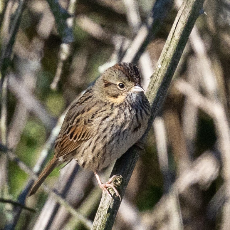 strnadec pruhohlavý - ML645925281