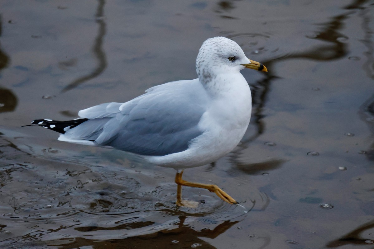 Ring-billed Gull - ML645925283