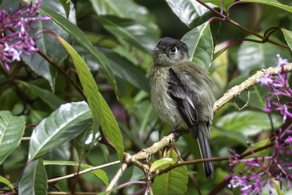 Schwarzkappen-Schnäppertyrann - ML645925289