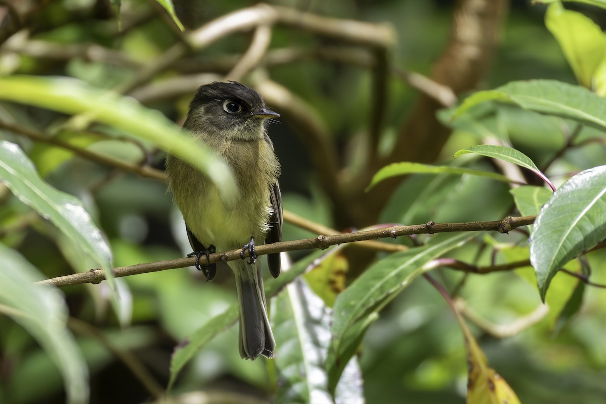 Schwarzkappen-Schnäppertyrann - ML645925292