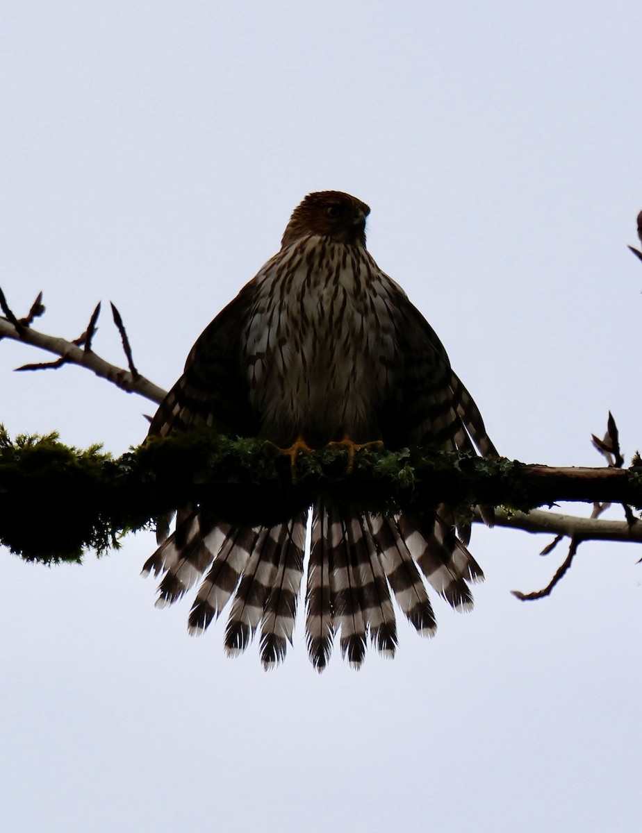 Cooper's Hawk - ML645925296