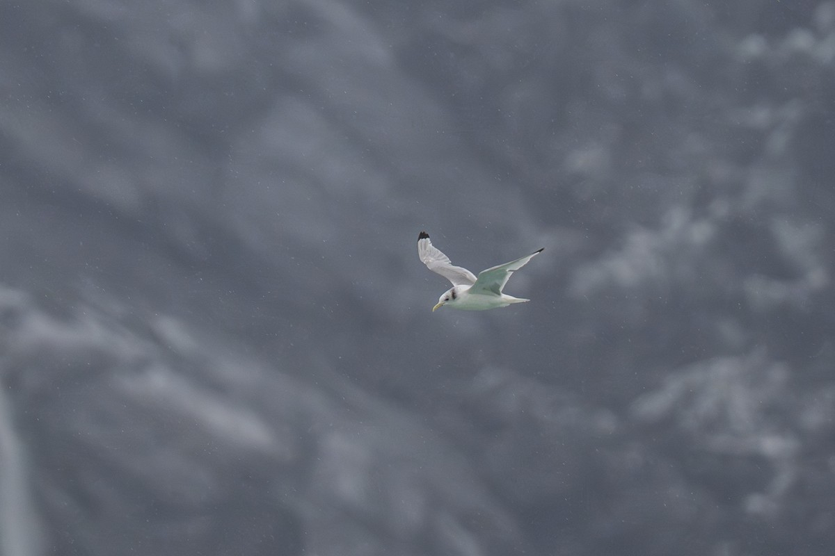 Black-legged Kittiwake - ML645925298