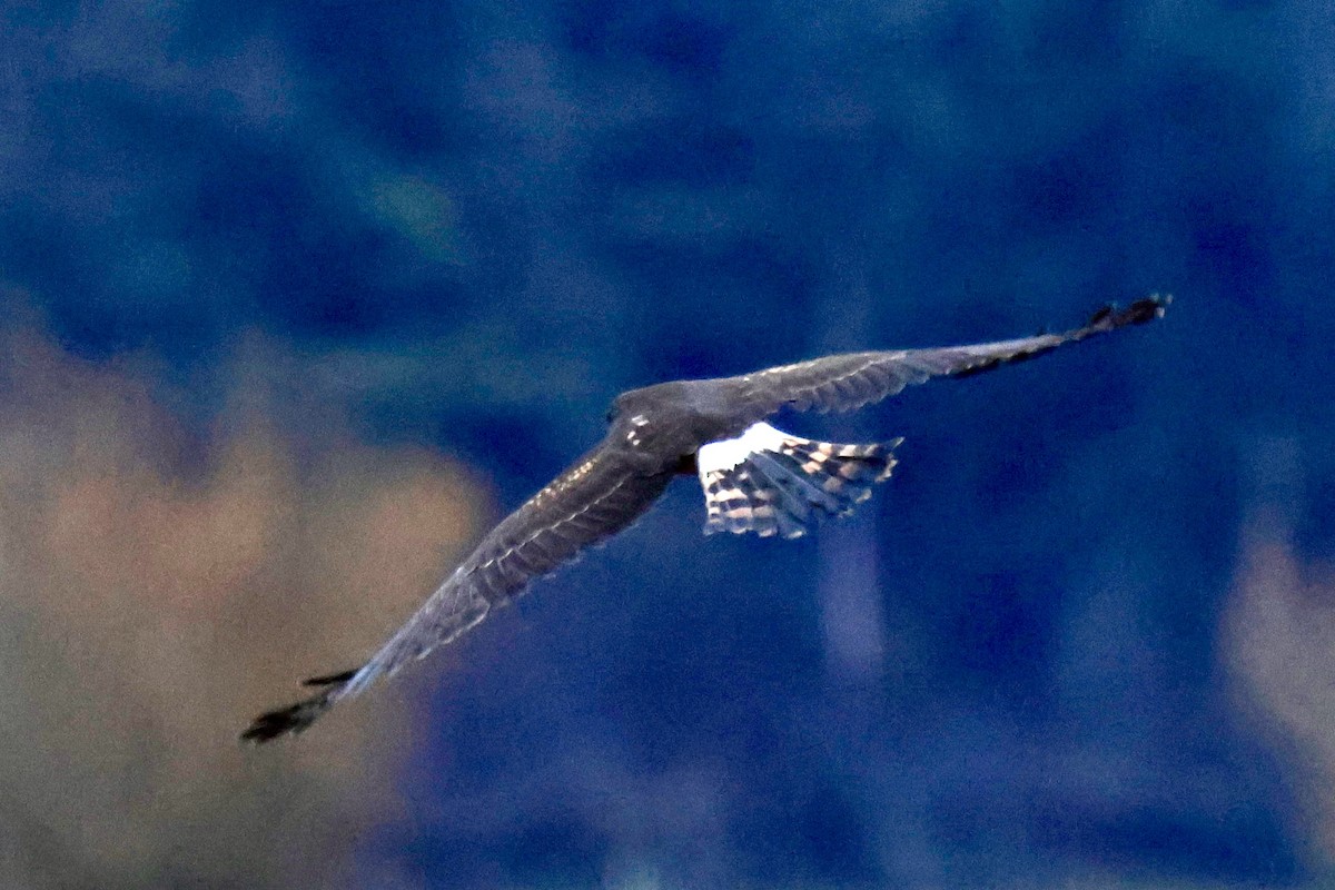 Northern Harrier - ML645925309