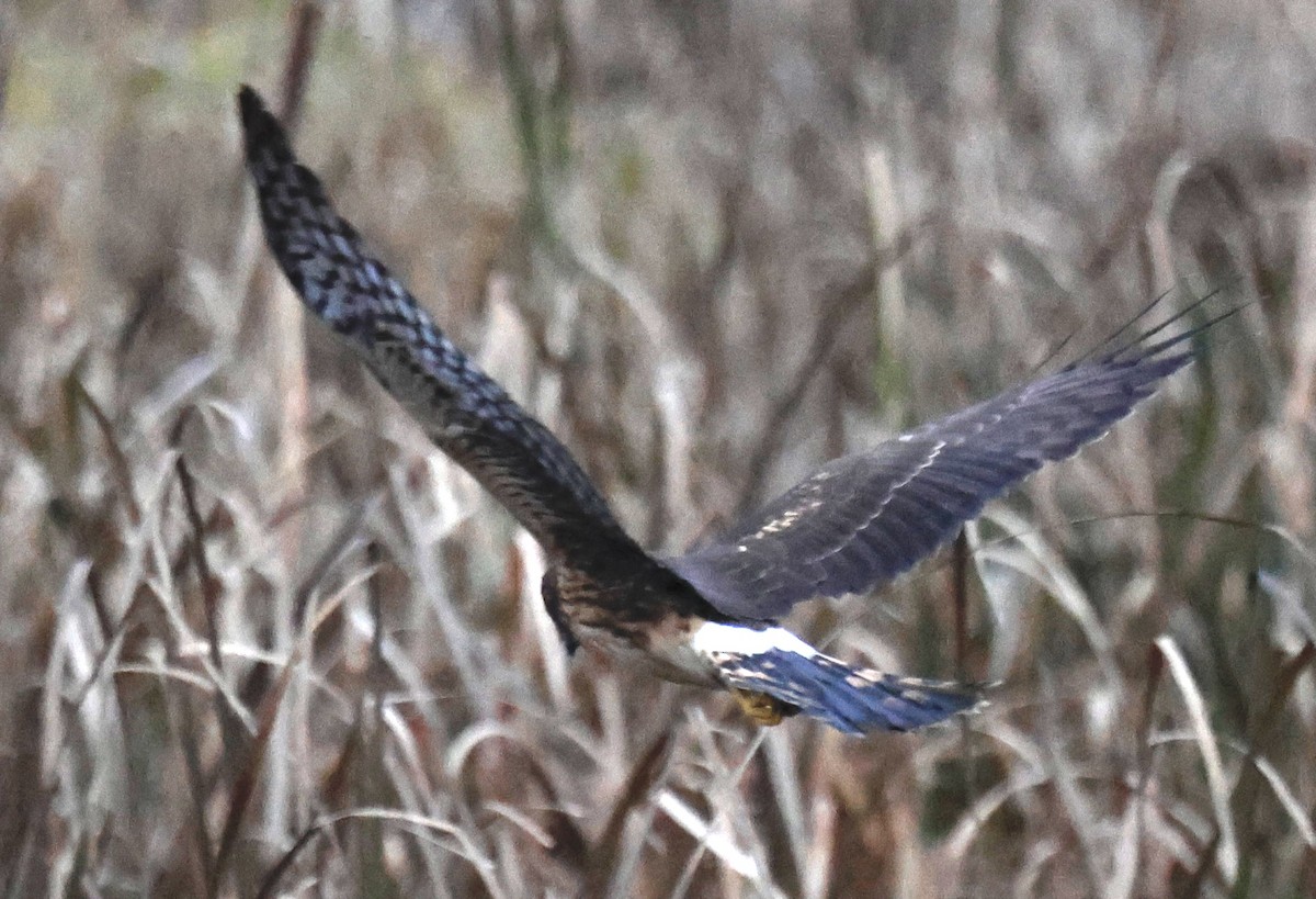 Northern Harrier - ML645925310