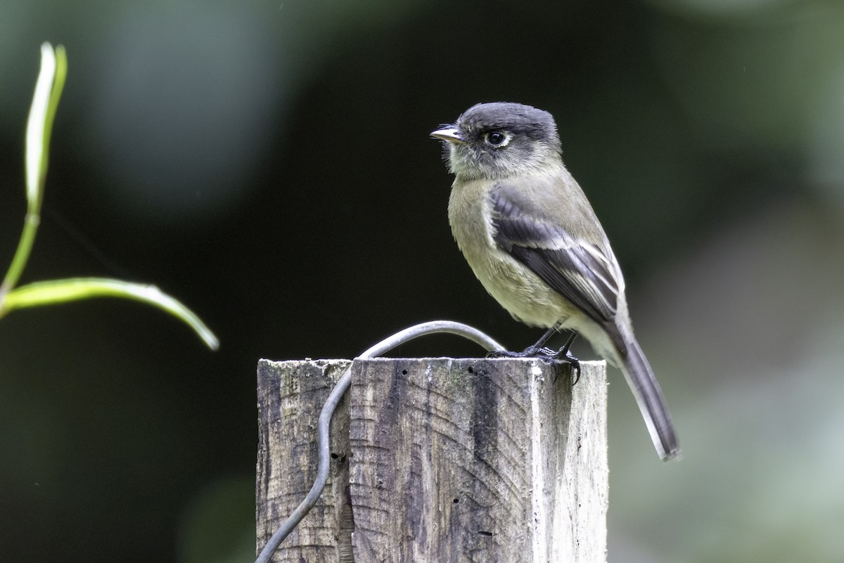 Schwarzkappen-Schnäppertyrann - ML645925313