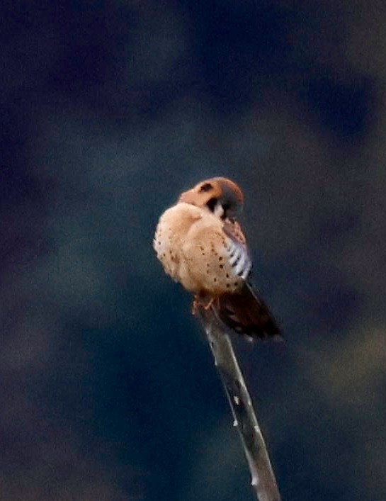 American Kestrel (Northern) - ML645925320