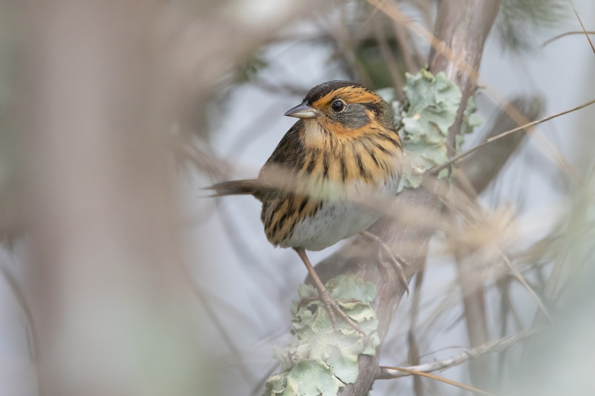 トゲオヒメドリ - ML645925321