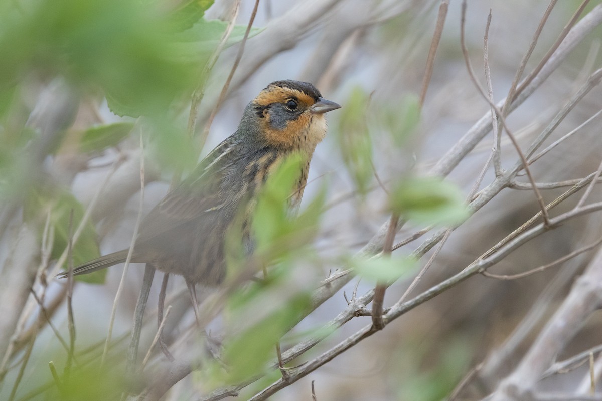 トゲオヒメドリ - ML645925322