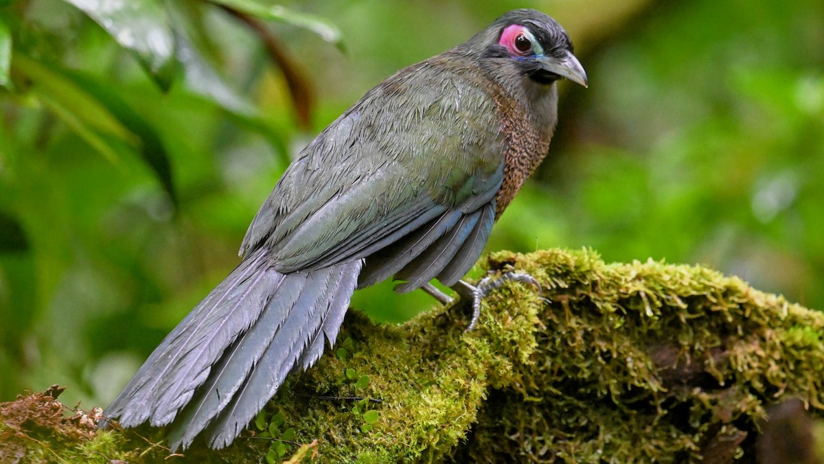 Суматранская воронья кукушка - ML645925324